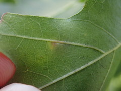 Zopheroteras sphaerula