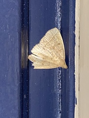 Zanclognatha marcidilinea