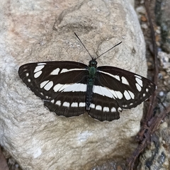 Neptis mahendra