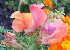 Antirrhinum