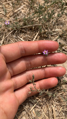 Spergularia rubra