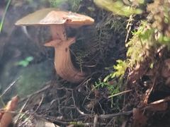 Cyclocybe erebia