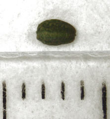 Madarococcus totarae