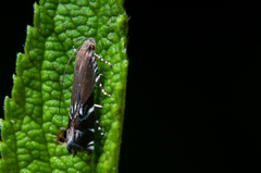 Anacampsis levipedella