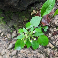 Symphyotrichum drummondii