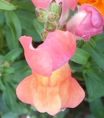 Antirrhinum