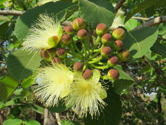 Caryocar brasiliense