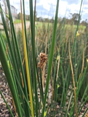 Juncus pallidus
