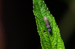 Anacampsis levipedella