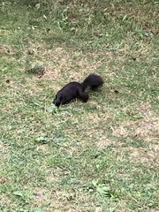 Sciurus carolinensis