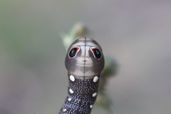 Xylophanes falco