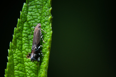Anacampsis levipedella