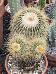 Parodia lenninghausii
