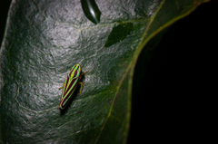 Graphocephala bivittata