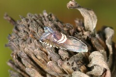 Grapholita interstinctana