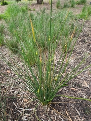 Juncus pallidus