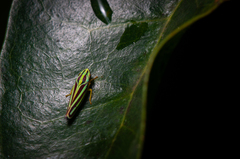 Graphocephala bivittata