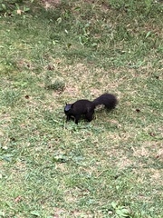 Sciurus carolinensis