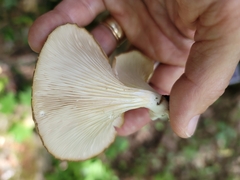 Pleurotus pulmonarius
