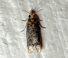 Eucosma ochroterminana