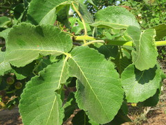 Caryocar brasiliense