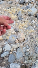 Pseudognaphalium microcephalum