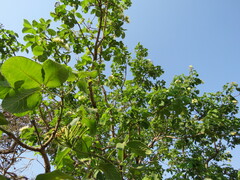 Caryocar brasiliense