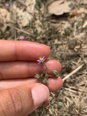 Spergularia rubra