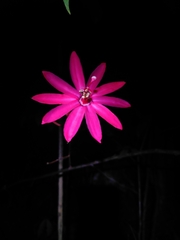 Passiflora glandulosa