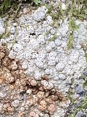 Pertusaria plittiana