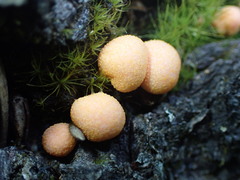 Lycogala epidendrum
