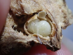 Disholcaspis bassetti