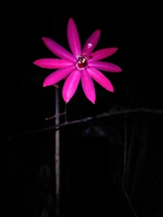 Passiflora glandulosa
