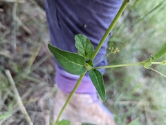 Boerhavia diffusa