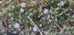 Spergularia rubra