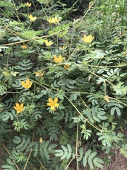 Kallstroemia parviflora