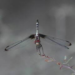 Dythemis fugax