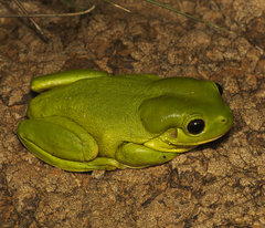 Ranoidea caerulea
