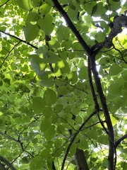 Tilia miqueliana