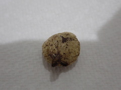 Disholcaspis bassetti