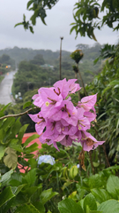 Bougainvillea