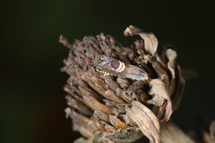 Grapholita interstinctana