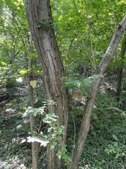 Tilia miqueliana
