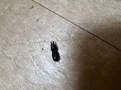 Scarites subterraneus