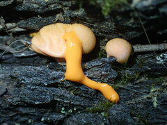 Lycogala epidendrum