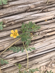 Kallstroemia parviflora