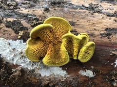 Pseudomerulius curtisii
