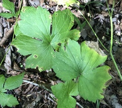 Ranunculus recurvatus