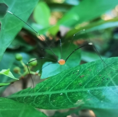 Pseudogagrella splendens