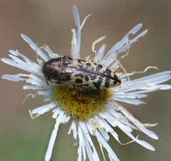 Acmaeodera decipiens
